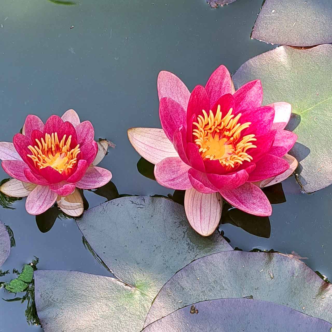 lotus pierre plante_carre